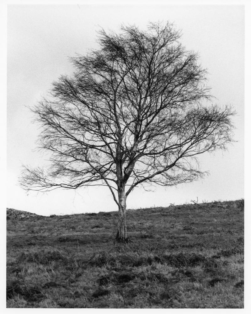 Bray Head Tree