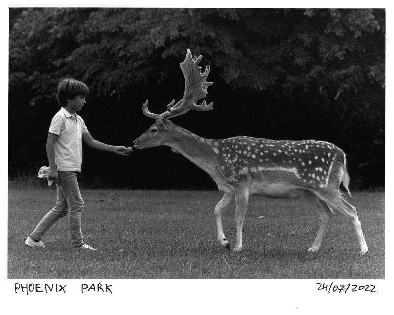 Phoenix Park Deer